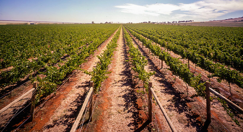 Merindoc Vintners red soils